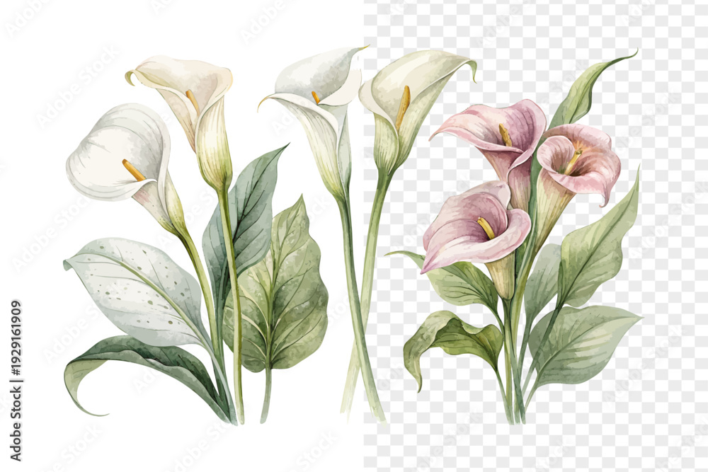 Ταπετσαρία set of Watercolor Zantedeschia Calla Lily, Elegant Floral Art, vector illustrati