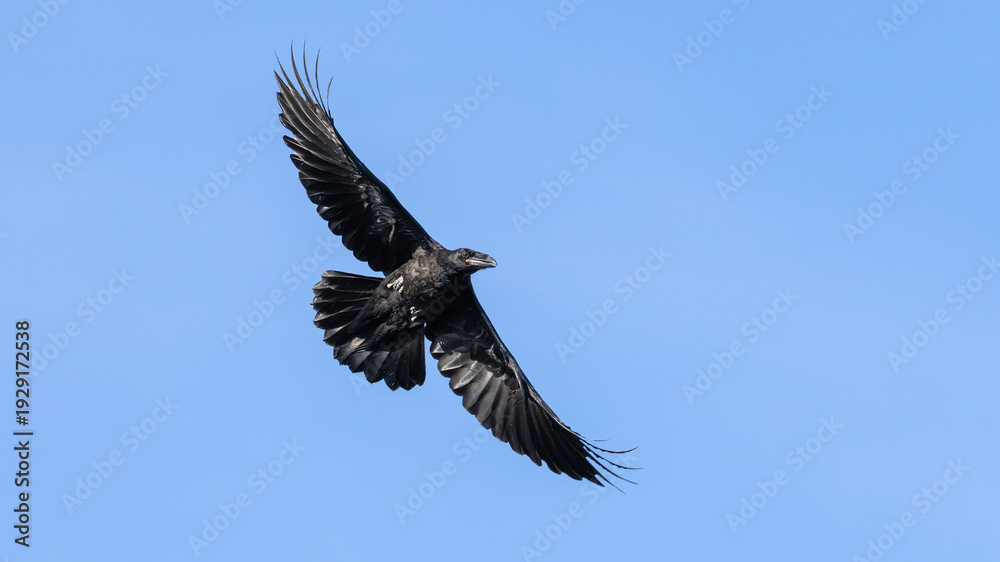 Obraz premium Common Raven