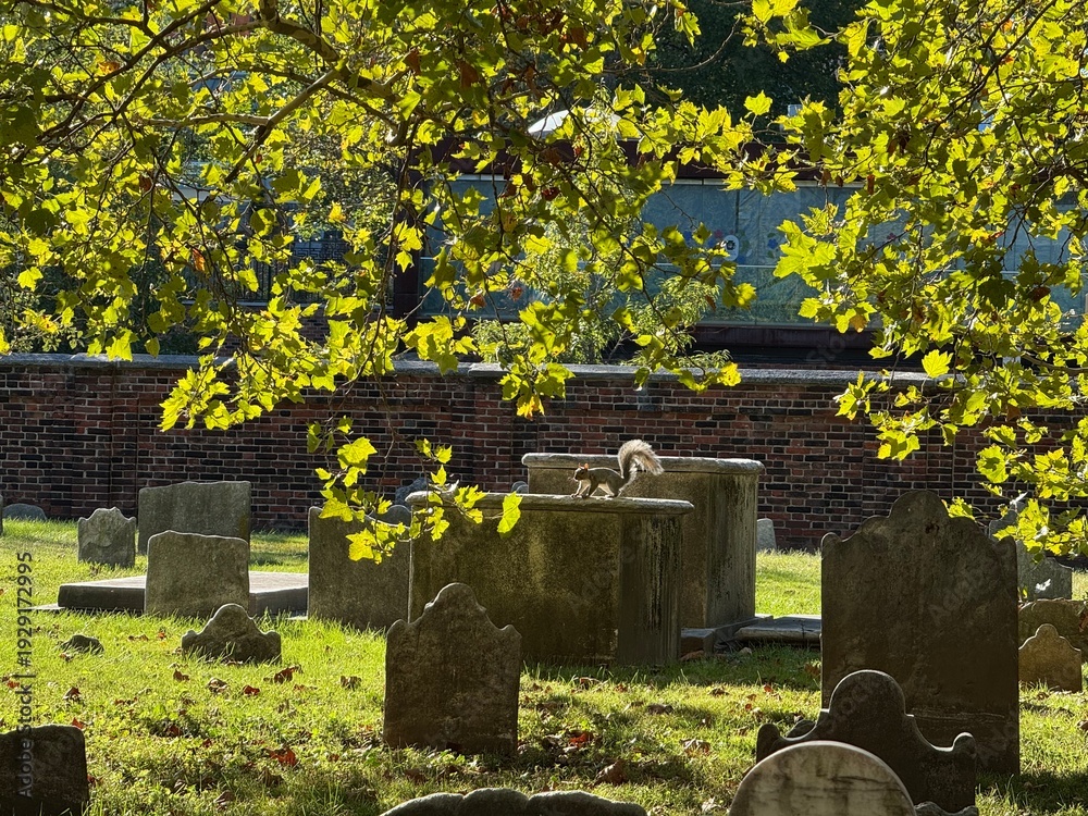 Canvas Print gravestones in a graveyard