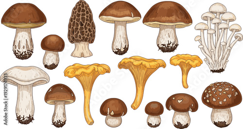 Detailed vector illustration set of various edible wild mushrooms including chanterelle porcini morel and forest fungi for nature guides organic food and cooking designs