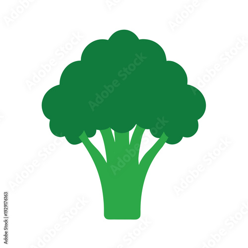 Broccoli vector illustration isolated on white background