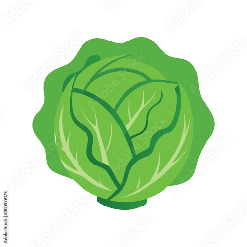 Green cabbage isolated on white background vector illustration