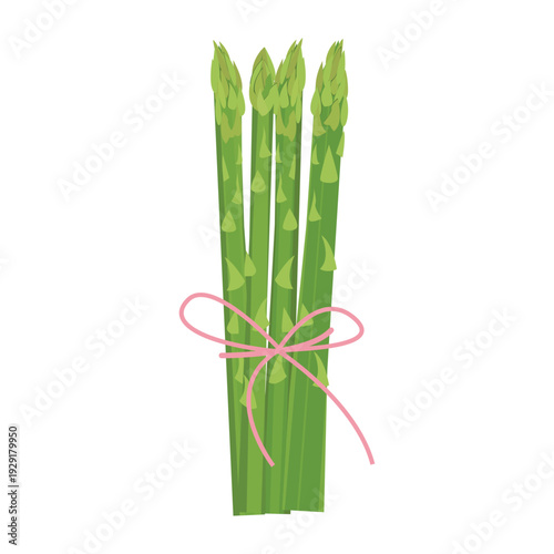 Fresh Asparagus Bundle Tied with Ribbon – Green Organic Vegetable Vector Illustration. Spring vegetable isolated object.