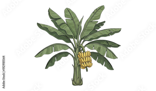 A vector illustration of a banana plant with green leaves and yellow fruit