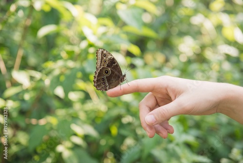butterfly finger nature hand insect macro close wildlife outdoors animal perched wings delicate resting on human finger showing wildlife connection with nature environment
