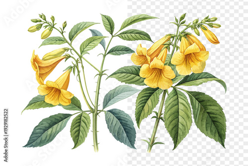 Yellow Bells Watercolor Bloom, Tecoma Stans Tropical Floral Illustration Isolated on White