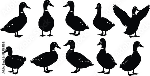 Duck silhouettes collection, black vector illustration set of standing and flying domestic waterfowl isolated on white background for farm design