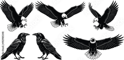 Eagle and raven bird illustrations collection, detailed black and white vector set of flying and perched raptors isolated on white background