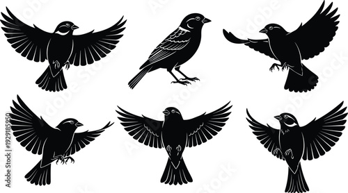 Flying sparrow silhouettes set, black vector illustration of small songbirds with spread wings isolated on white background for design