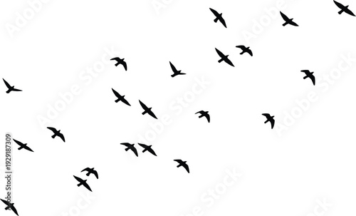 Flying Birds Silhouette Flock in Sky Isolated on White Background Wildlife Freedom Concept Vector Illustration