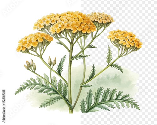 Watercolor Yarrow Flower Clipart, Yellow Botanical vector illustration isolated on white background