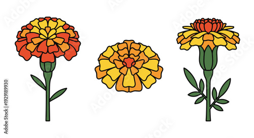 Marigold Line art creative tone color illustration