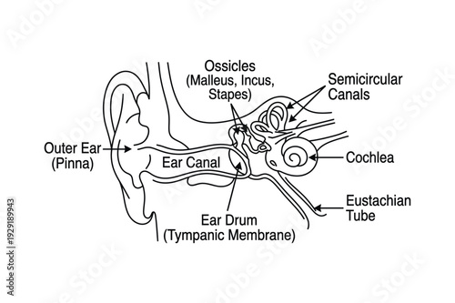 Labeled Human Ear Anatomy Diagram