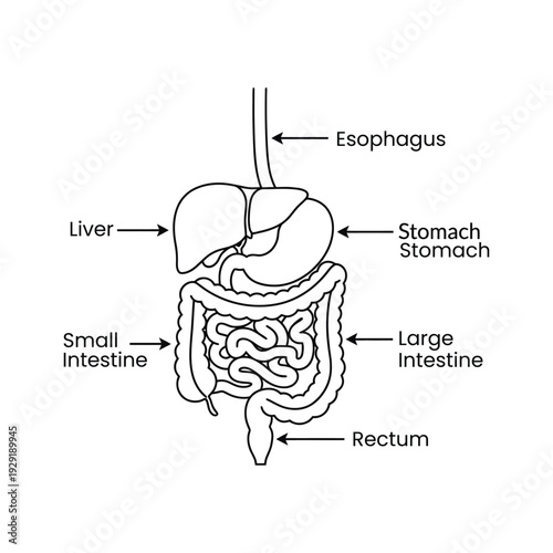 Labeled Human Digestive System Diagram