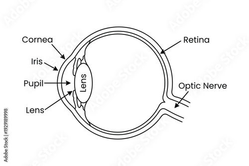 Labeled Human Eye Anatomy Diagram