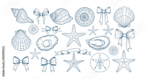 Elegant Hand Drawn Marine Vector Elements Collection Sea Shells Starfish Oysters Ribbons