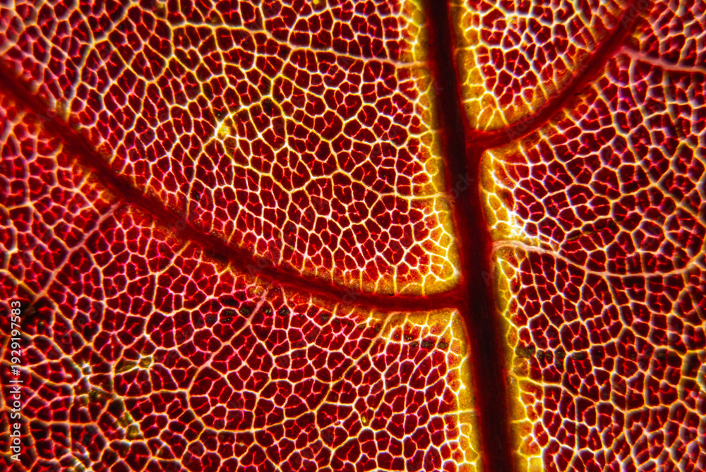 Ταπετσαρία Reticulate venation of Parthenocissus leaf showing anthocyanin rich autumn tissu