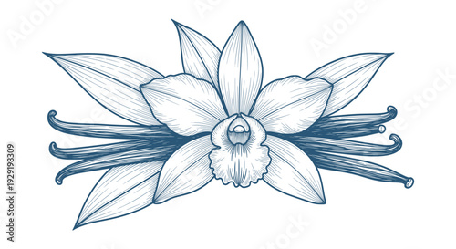 Elegant Hand Drawn Vanilla Orchid Flower with Bean Pods Detailed Botanical Engraving Illustration