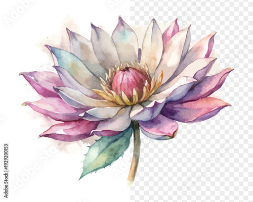 Watercolor Xeranthemum Blossom, Boho Dried Floral Vector Isolated on White