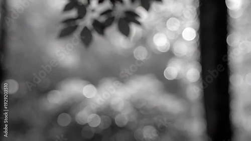 Abstract black and white bokeh background with soft light circles and blurred