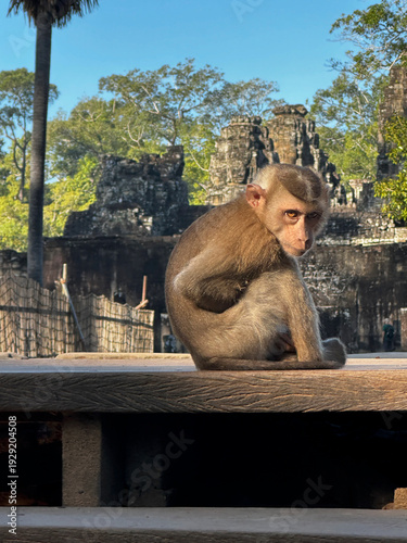 Curious Monkey Sitting on Temple Ruins at Angkor Wat, Cambodia