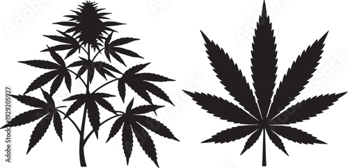 Cannabis Plant Silhouette Set – Marijuana Leaf Illustration. Cannabis Plant and Marijuana Leaf Silhouette Vector Set