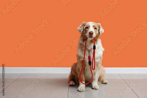 Photos Cute Australian Shepherd dog with leash sitting near orange wall
