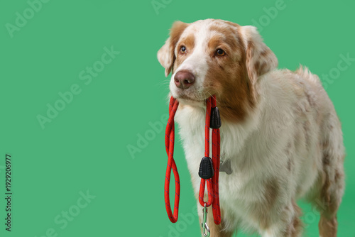 Cute Australian Shepherd do...