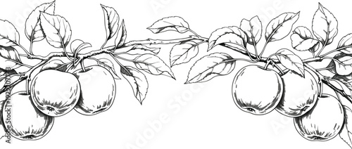 Apple, branch, vector, illustration, featuring, hand, drawn, sketch, of, hanging, fruits, with, leaves, black, ink, drawing, for, botanical, garden, design.