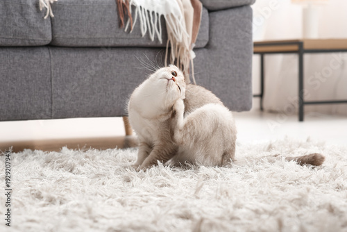 Photography Cute Scottish fold cat itching on carpet at home