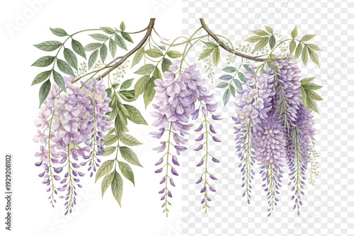 Purple Wisteria Watercolor Bloom, Cascading Spring Floral Illustration Isolated on White