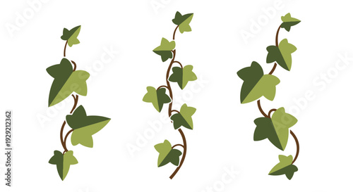 Ivy Vine Line art modern bold tone illustration