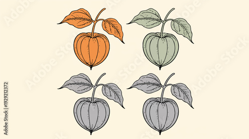 Physalis fruit illustrations with leaves in different colors
