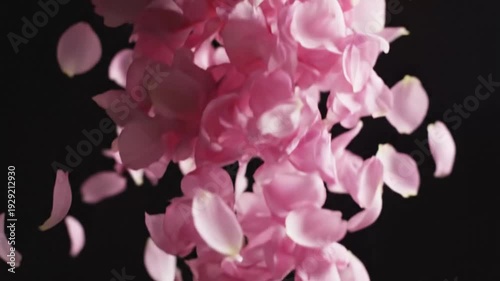 Pink Rose Petals Falling Against Black Background