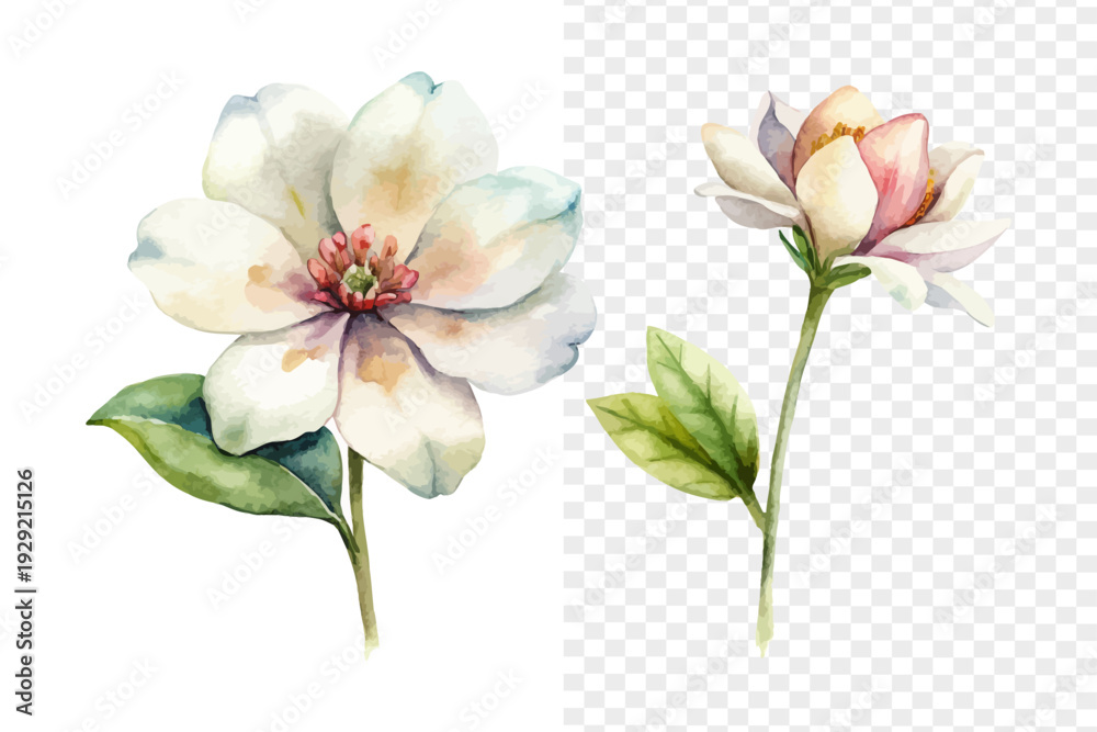 Fototapeta premium Watercolor Chamelaucium Blossom, Soft Miniature Floral Vector Isolated on White