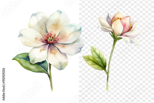 Watercolor Chamelaucium Blossom, Soft Miniature Floral Vector Isolated on White