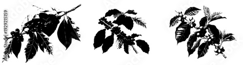 The Vibrant Red Berries of the Coffee Plant