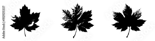 Autumn's Embrace: A Maple Leaf in its Prime