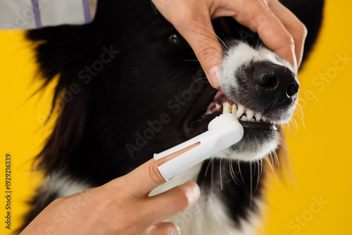 Owner brushing teeth of cut...