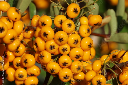 Pyracantha Saphyr Jaune ('Cadaune').  Bunch of glossy orange yellow firethorn berries attached to the plant. Also known as Saphyr yellow