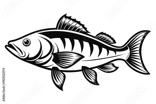 barramundi silhouette line art vector illustration