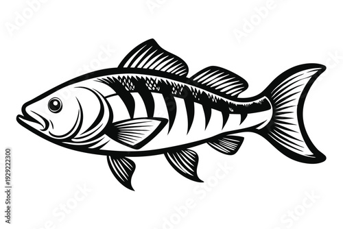 barramundi silhouette line art vector illustration