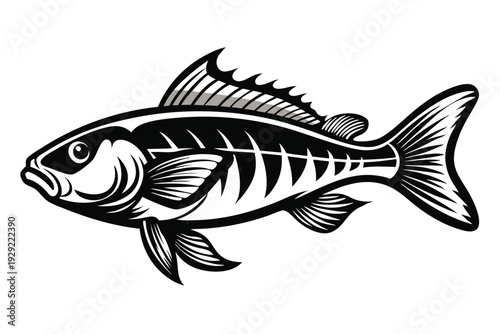 barramundi silhouette line art vector illustration