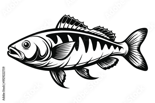barramundi silhouette line art vector illustration