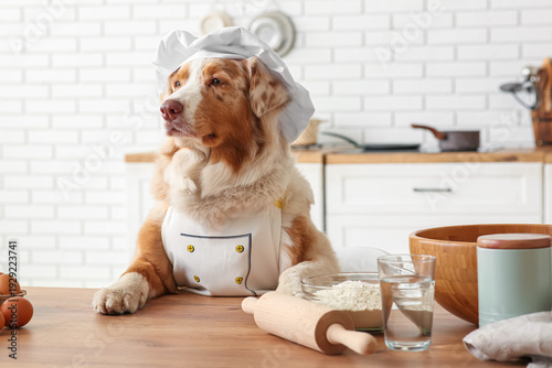 Cute Australian Shepherd do...