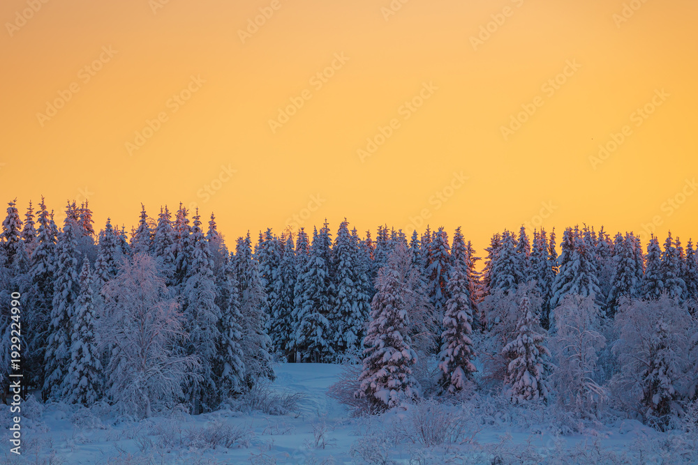 Fototapeta premium Sunset in a winter forest with snow-covered fir trees. Amazing winter landscape.