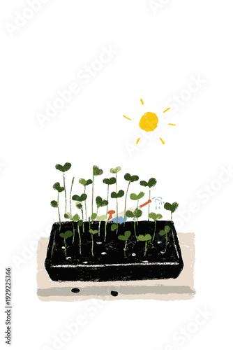 Kitchen Windowsill Microgreens Tray Sprouting