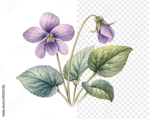 Watercolor Viola Blossom, Soft Miniature Floral Vector Isolated on White