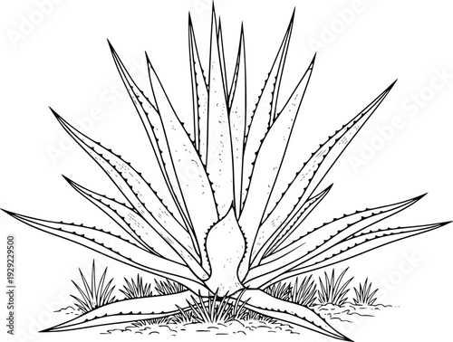 Detailed Black and White Line of a Large Agave Plant with Spiky Leaves and Grass