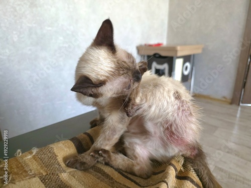 Fotografía A cat with sarcoptic mange mites experiences intense itching and scratching